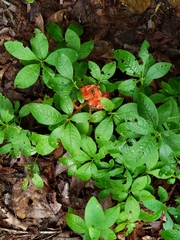 Rhododendron calendulaceum