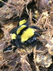 Bombus sonorus