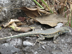 Sceloporus parvus