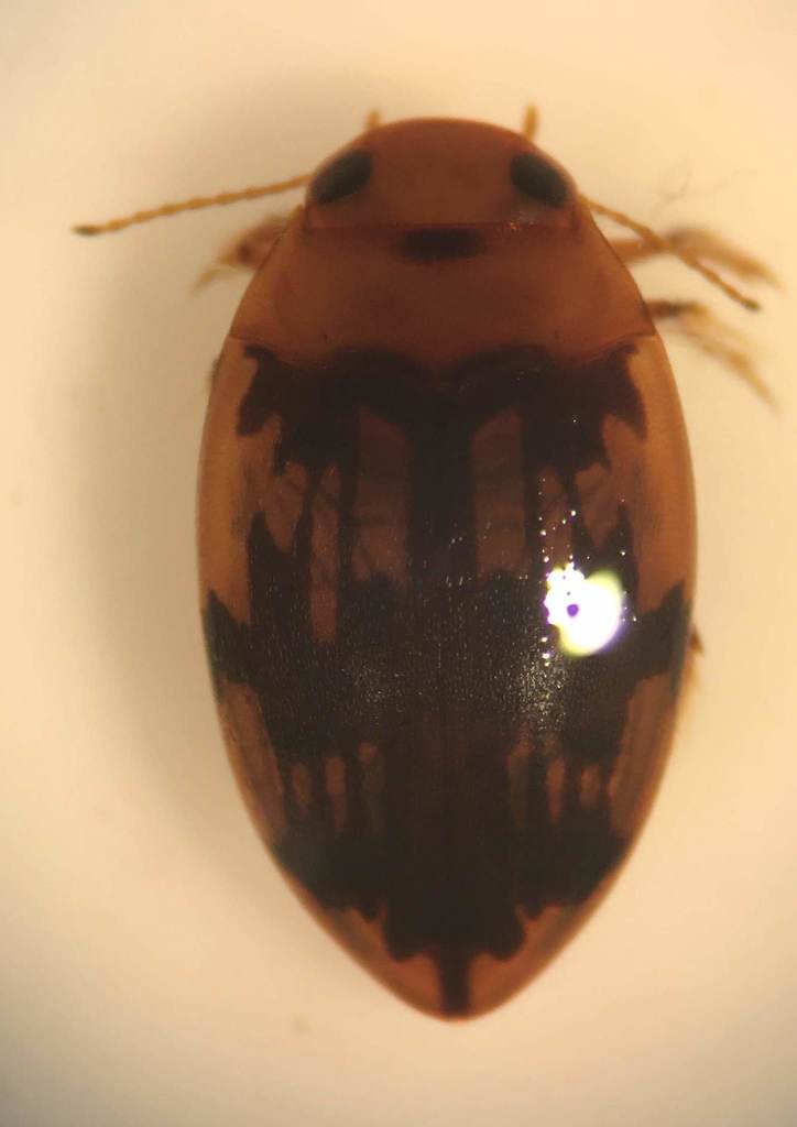 Neoporus clypealis