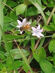 Apis mellifera