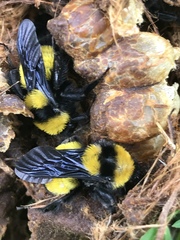 Bombus sonorus