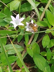 Apis mellifera