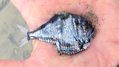 Argyropelecus sladeni