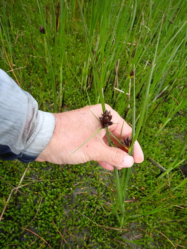 Image of Bolboschoenus caldwellii by (c) Arnim Littek, some rights reserved (CC BY)