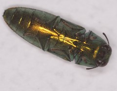 Agaeocera scintillans