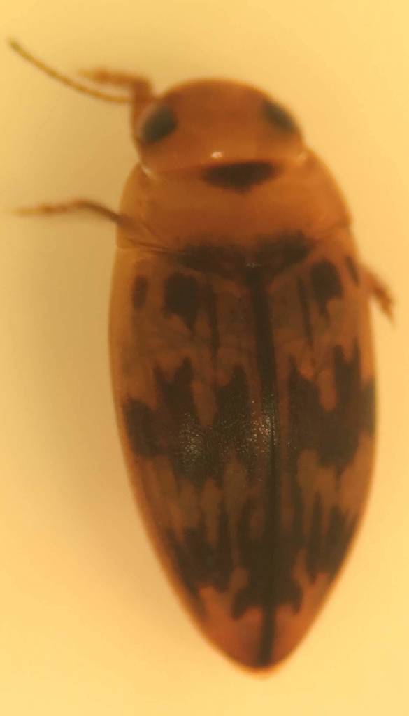 Neoporus shermani