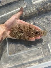 Channel Flounder photo 2