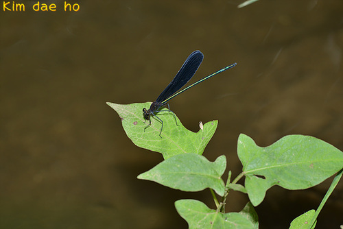 Atrocalopteryx atrata