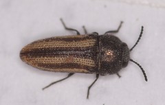 Acmaeodera quadrivittatoides
