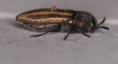 Acmaeodera quadrivittatoides