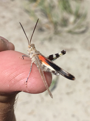 Psinidia fenestralis
