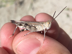 Psinidia fenestralis