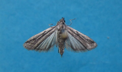 Phycitodes albatella