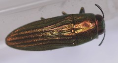 Agaeocera scintillans