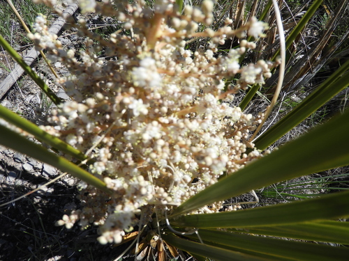 Nolina cespitifera