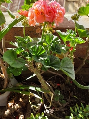 Pelargonium × hybridum