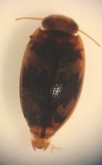 Neoporus striatopunctatus