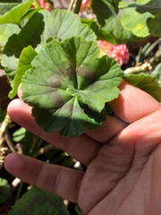 Pelargonium × hybridum