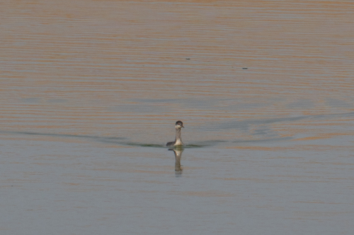 iNaturalist observation photo of Eared Grebe