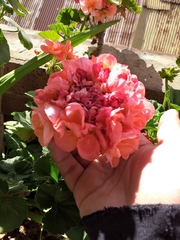 Pelargonium × hybridum