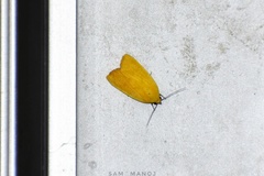 Earias