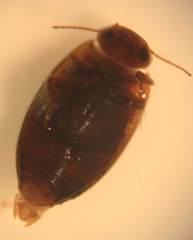 Neoporus striatopunctatus