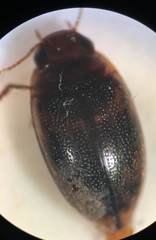 Neoporus striatopunctatus