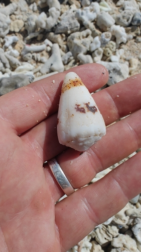 Conus varius observed 2024-10-26