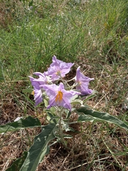 Solanum elaeagnifolium