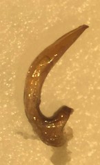 Neoporus psammodytes