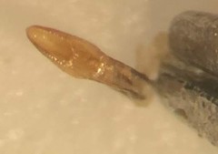 Neoporus psammodytes
