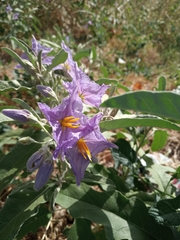 Solanum elaeagnifolium