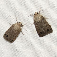 Anorthodes triquetra