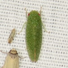 Rugosana