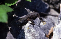 Algyroides nigropunctatus