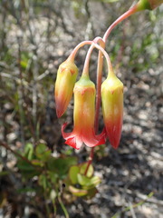 Cotyledon adscendens