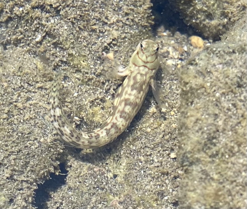 Dashed-line Blenny
