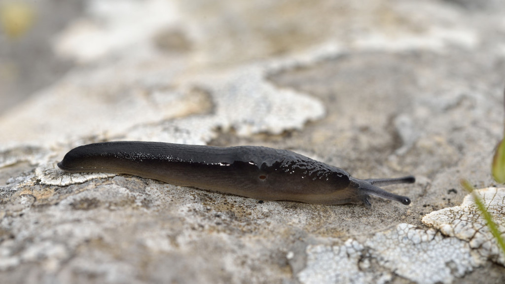 Deroceras lasithionense