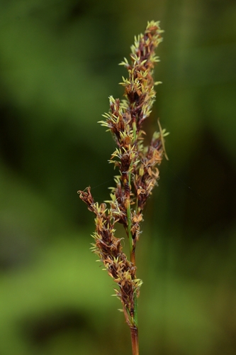 Image of Machaerina teretifolia by (c) Christopher Stephens, some rights reserved (CC BY-SA)