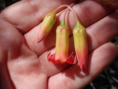 Cotyledon adscendens