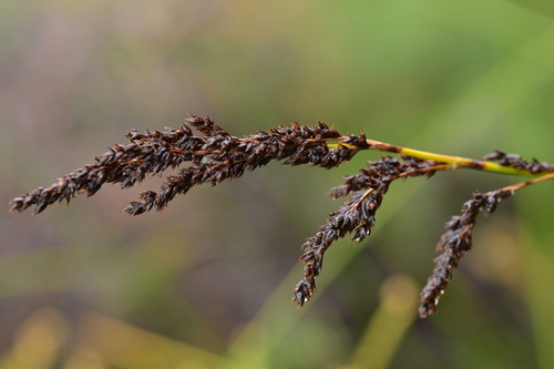 Image of Machaerina teretifolia by (c) Christopher Stephens, some rights reserved (CC BY-SA)