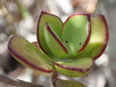 Cotyledon adscendens