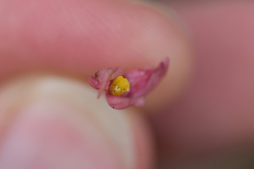 Image of Thelymitra carnea by (c) Christopher Stephens, some rights reserved (CC BY-SA)