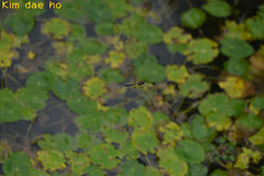 Somatochlora graeseri