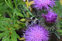 Bombus veteranus