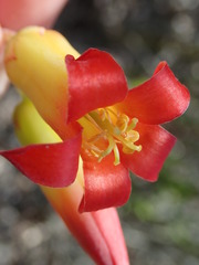 Cotyledon adscendens
