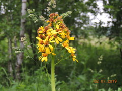 Ligularia glauca