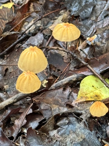 Marasmius siccus
