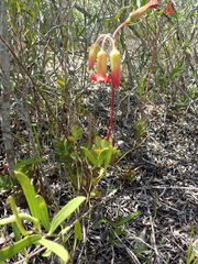 Cotyledon adscendens